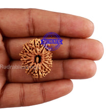 Load image into Gallery viewer, 14 Mukhi Nepalese Rudraksha - Bead No. 191
