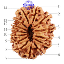 Load image into Gallery viewer, 14 Mukhi Nepalese Rudraksha - Bead No. 191