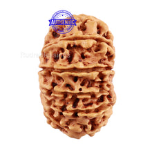 Load image into Gallery viewer, 14 Mukhi Nepalese Rudraksha - Bead No. 191