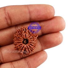 Load image into Gallery viewer, 14 Mukhi Nepalese Rudraksha - Bead No. 193