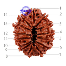 Load image into Gallery viewer, 14 Mukhi Nepalese Rudraksha - Bead No. 193