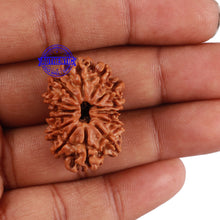 Load image into Gallery viewer, 14 Mukhi Nepalese Rudraksha - Bead No. 194