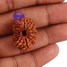 Load image into Gallery viewer, 14 Mukhi Nepalese Rudraksha - Bead No. 199