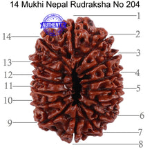 Load image into Gallery viewer, 14 Mukhi Nepalese Rudraksha - Bead No. 204
