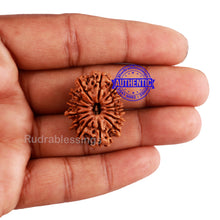 Load image into Gallery viewer, 14 Mukhi Nepalese Rudraksha - Bead No. 207