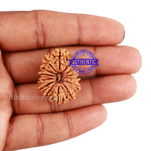 Load image into Gallery viewer, 14 Mukhi Nepalese Rudraksha - Bead No. 208