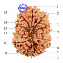 Load image into Gallery viewer, 14 Mukhi Nepalese Rudraksha - Bead No. 208