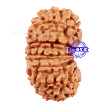Load image into Gallery viewer, 14 Mukhi Nepalese Rudraksha - Bead No. 208