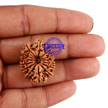 Load image into Gallery viewer, 14 Mukhi Nepalese Rudraksha - Bead No. 209