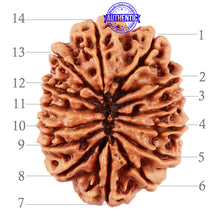 Load image into Gallery viewer, 14 Mukhi Nepalese Rudraksha - Bead No. 209