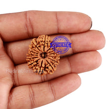 Load image into Gallery viewer, 14 Mukhi Nepalese Rudraksha - Bead No. 211