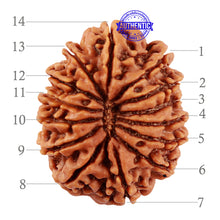 Load image into Gallery viewer, 14 Mukhi Nepalese Rudraksha - Bead No. 211
