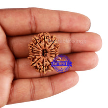 Load image into Gallery viewer, 14 Mukhi Nepalese Rudraksha - Bead No. 212