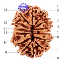Load image into Gallery viewer, 14 Mukhi Nepalese Rudraksha - Bead No. 212