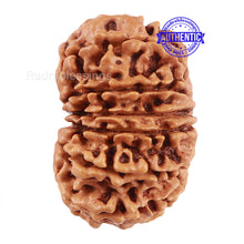 Load image into Gallery viewer, 14 Mukhi Nepalese Rudraksha - Bead No. 212