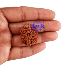 Load image into Gallery viewer, 14 Mukhi Nepalese Rudraksha - Bead No. 213