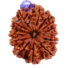 Load image into Gallery viewer, 14 Mukhi Nepalese Rudraksha - Bead No. 213
