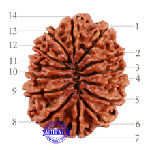 Load image into Gallery viewer, 14 Mukhi Nepalese Rudraksha - Bead No. 213