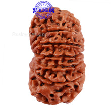 Load image into Gallery viewer, 14 Mukhi Nepalese Rudraksha - Bead No. 213