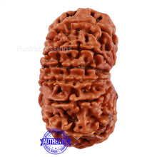 Load image into Gallery viewer, 14 Mukhi Nepalese Rudraksha - Bead No. 213