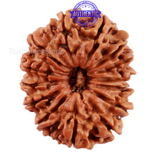Load image into Gallery viewer, 14 Mukhi Nepalese Rudraksha - Bead No. 215