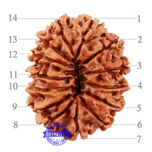 Load image into Gallery viewer, 14 Mukhi Nepalese Rudraksha - Bead No. 215