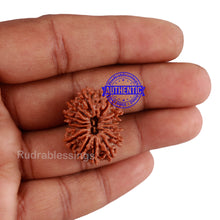 Load image into Gallery viewer, 14 Mukhi Nepalese Rudraksha - Bead No. 220