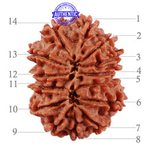 Load image into Gallery viewer, 14 Mukhi Nepalese Rudraksha - Bead No. 220