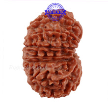 Load image into Gallery viewer, 14 Mukhi Nepalese Rudraksha - Bead No. 220