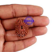 Load image into Gallery viewer, 14 Mukhi Nepalese Rudraksha - Bead No. 221