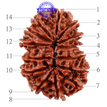 Load image into Gallery viewer, 14 Mukhi Nepalese Rudraksha - Bead No. 221