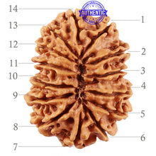 Load image into Gallery viewer, 14 Mukhi Nepalese Rudraksha - Bead No. 224