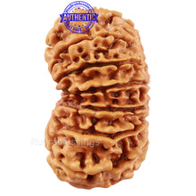 Load image into Gallery viewer, 14 Mukhi Nepalese Rudraksha - Bead No. 224