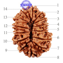 Load image into Gallery viewer, 14 Mukhi Nepalese Rudraksha - Bead No. 227