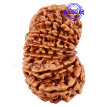 Load image into Gallery viewer, 14 Mukhi Nepalese Rudraksha - Bead No. 227