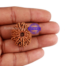 Load image into Gallery viewer, 14 Mukhi Nepalese Rudraksha - Bead No. 228