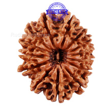 Load image into Gallery viewer, 14 Mukhi Nepalese Rudraksha - Bead No. 228