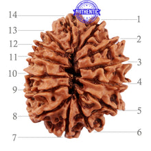Load image into Gallery viewer, 14 Mukhi Nepalese Rudraksha - Bead No. 228