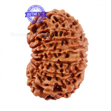 Load image into Gallery viewer, 14 Mukhi Nepalese Rudraksha - Bead No. 228