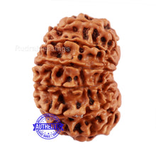 Load image into Gallery viewer, 14 Mukhi Nepalese Rudraksha - Bead No. 228