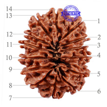 Load image into Gallery viewer, 14 Mukhi Nepalese Rudraksha - Bead No. 230