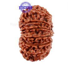 Load image into Gallery viewer, 14 Mukhi Nepalese Rudraksha - Bead No. 230