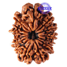 Load image into Gallery viewer, 14 Mukhi Nepalese Rudraksha - Bead No. 143