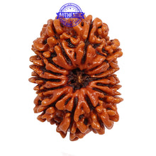 Load image into Gallery viewer, 14 Mukhi Nepalese Rudraksha - Bead No. 150