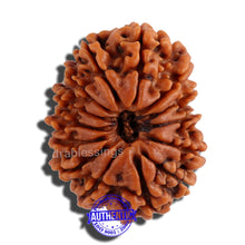 Load image into Gallery viewer, 14 Mukhi Nepalese Rudraksha - Bead No. 158
