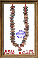 Load image into Gallery viewer, 14 mukhi Rudraksha Kantha - (32+ 1 beads - Indonesian)