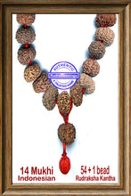 Load image into Gallery viewer, 14 mukhi Rudraksha Mala - (54 + 1 beads - Indonesian)