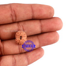 Load image into Gallery viewer, 14 mukhi Indonesian Rudraksha - Bead No. 217