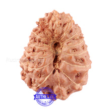 Load image into Gallery viewer, 14 mukhi Indonesian Rudraksha - Bead No. 131