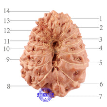 Load image into Gallery viewer, 14 mukhi Indonesian Rudraksha - Bead No. 131